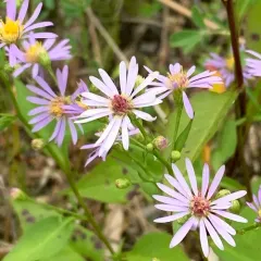 Lindley's Aster thumbnail 4