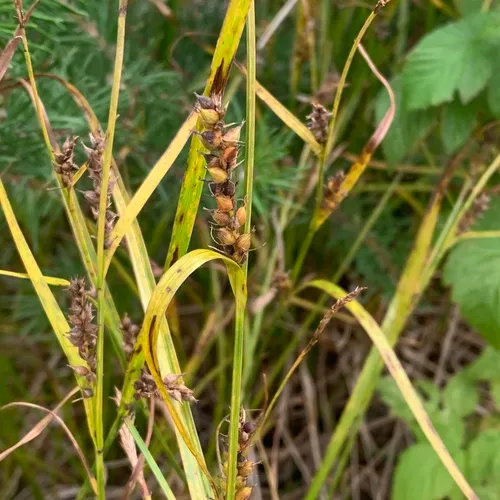 Houghton's sedge