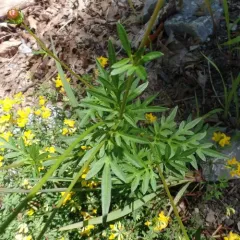Yellow Cosmos thumbnail 2