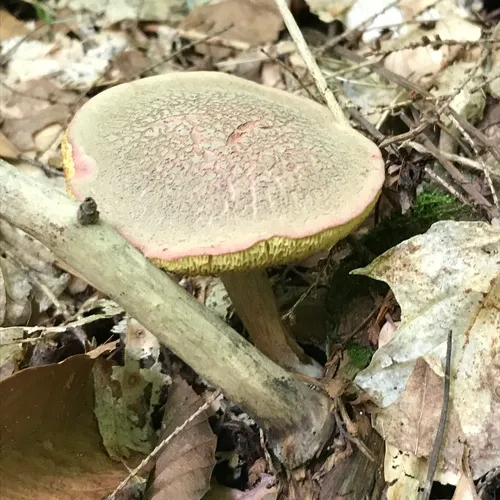 Red-cracking Bolete