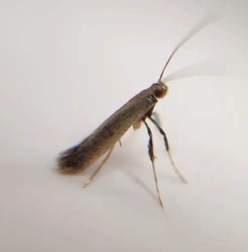 Caloptilia hypericella