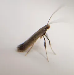 Caloptilia hypericella thumbnail 1