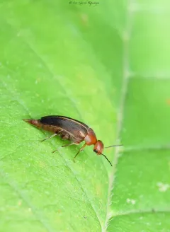 Mordellistena fuscipennis thumbnail 2
