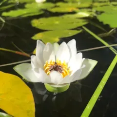 Pygmy Water-lily thumbnail 4