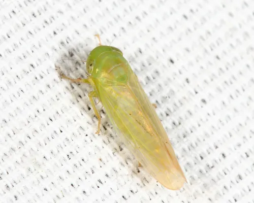 Chlorotettix spatulatus