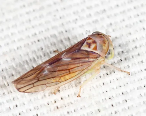 Populicerus lachrymalis