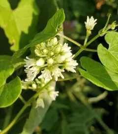 honey-vine climbing milkweed thumbnail 2