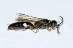 Alysson melleus thumbnail 2