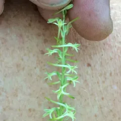 Flat Spurred Piperia thumbnail 2