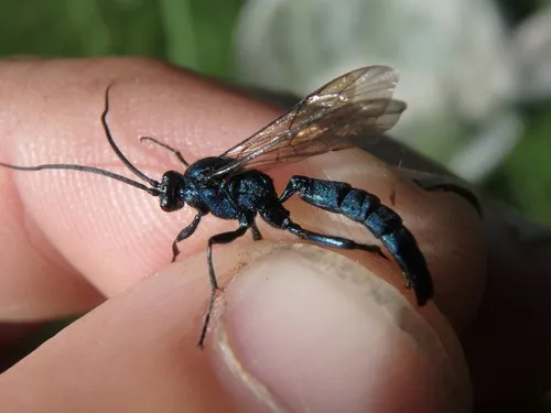 Patrocloides montanus