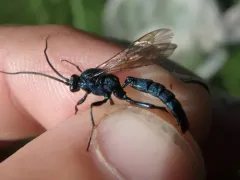 Patrocloides montanus thumbnail 1