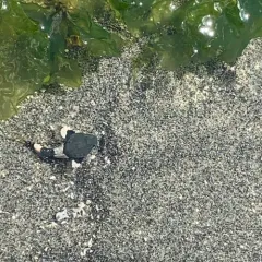 Buffalo Sculpin thumbnail 4