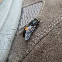 Hybomitra cincta thumbnail 1