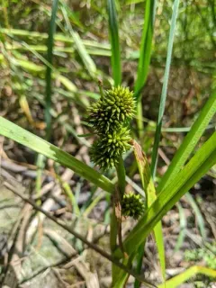 Northern Bur-reed thumbnail 4