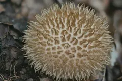 Lycoperdon americanum thumbnail 1