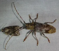 Oak Branch Borer thumbnail 2
