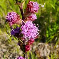 Rocky Mountain blazing star thumbnail 1