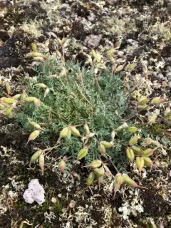 Arctic Locoweed thumbnail 4