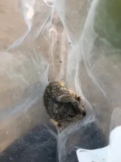 Northern Collared Lemming thumbnail 2