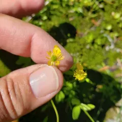 Arctic buttercup thumbnail 2