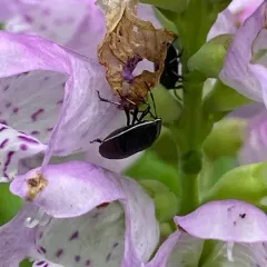 White-margined Burrowing Bug thumbnail 2
