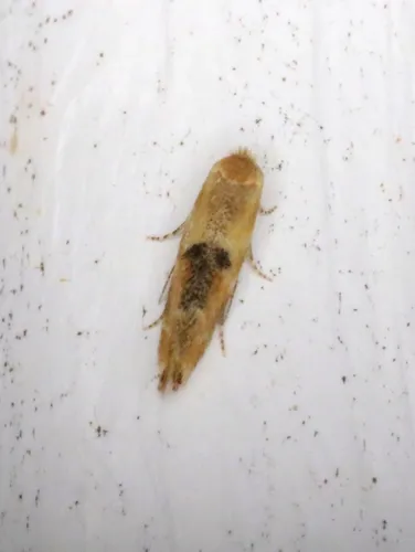 Crowned Bucculatrix Moth
