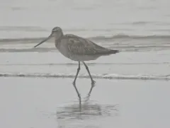 Bar-tailed Godwit thumbnail 2