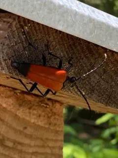 Stenelytrana emarginata thumbnail 2