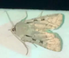 Euxoa tristicula thumbnail 2