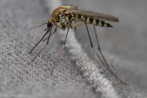 Aedes hexodontus