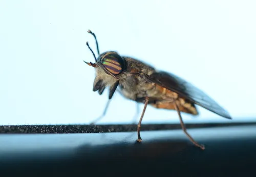 Hybomitra captonis