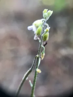 dropseed rockcress thumbnail 3