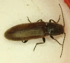 Hemicrepidius pallidipennis thumbnail 3
