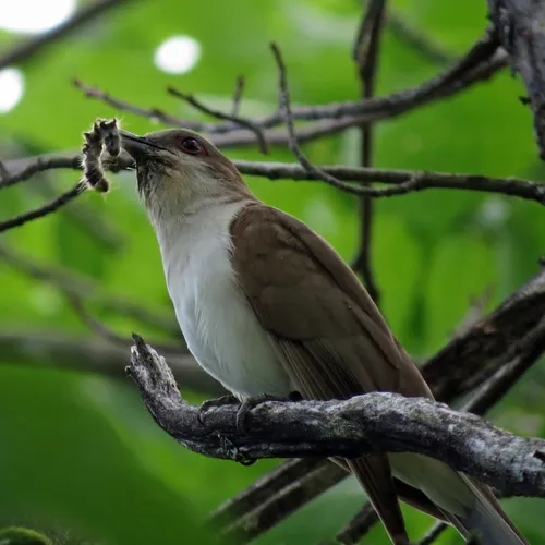 Black-billed Cuckoo