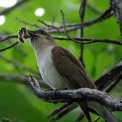 Black-billed Cuckoo thumbnail 1