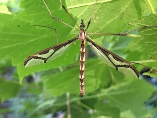 Pedicia goldsworthyi