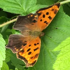 Eastern Comma thumbnail 3