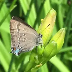 Banded Hairstreak thumbnail 2