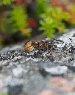 Pardosa glacialis thumbnail 4