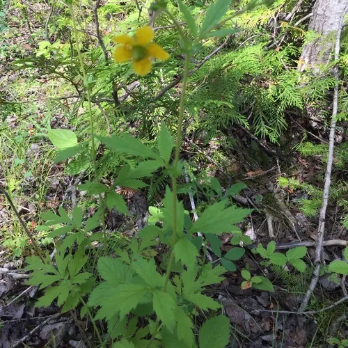 Yellow Avens
