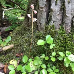 bog wintergreen thumbnail 1