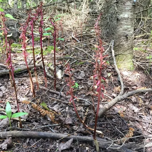 spotted coralroot