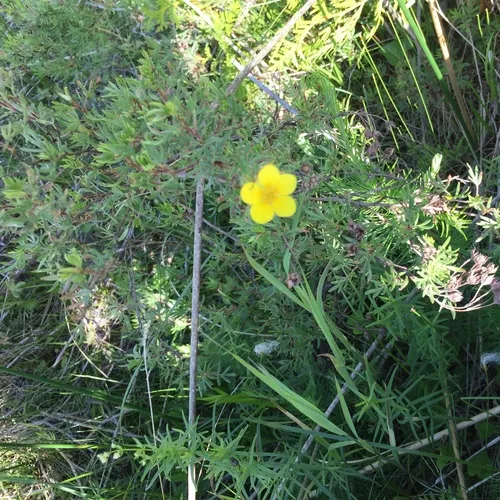 shrubby cinquefoil