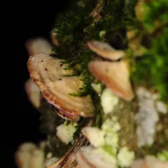 violet-toothed polypore thumbnail 2