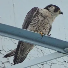 Peregrine Falcon thumbnail 1