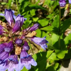 Cascade Beardtongue thumbnail 3