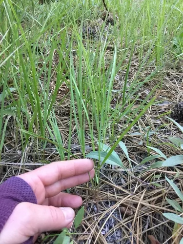 pine reed grass