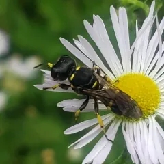 Common Ectemnius thumbnail 4