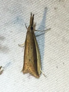 Donacaula albicostellus thumbnail 4