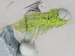 Green String Lettuce thumbnail 3